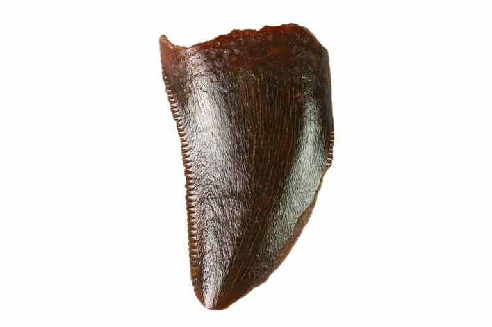 Serrated, Raptor Tooth - Real Dinosaur Tooth #137191